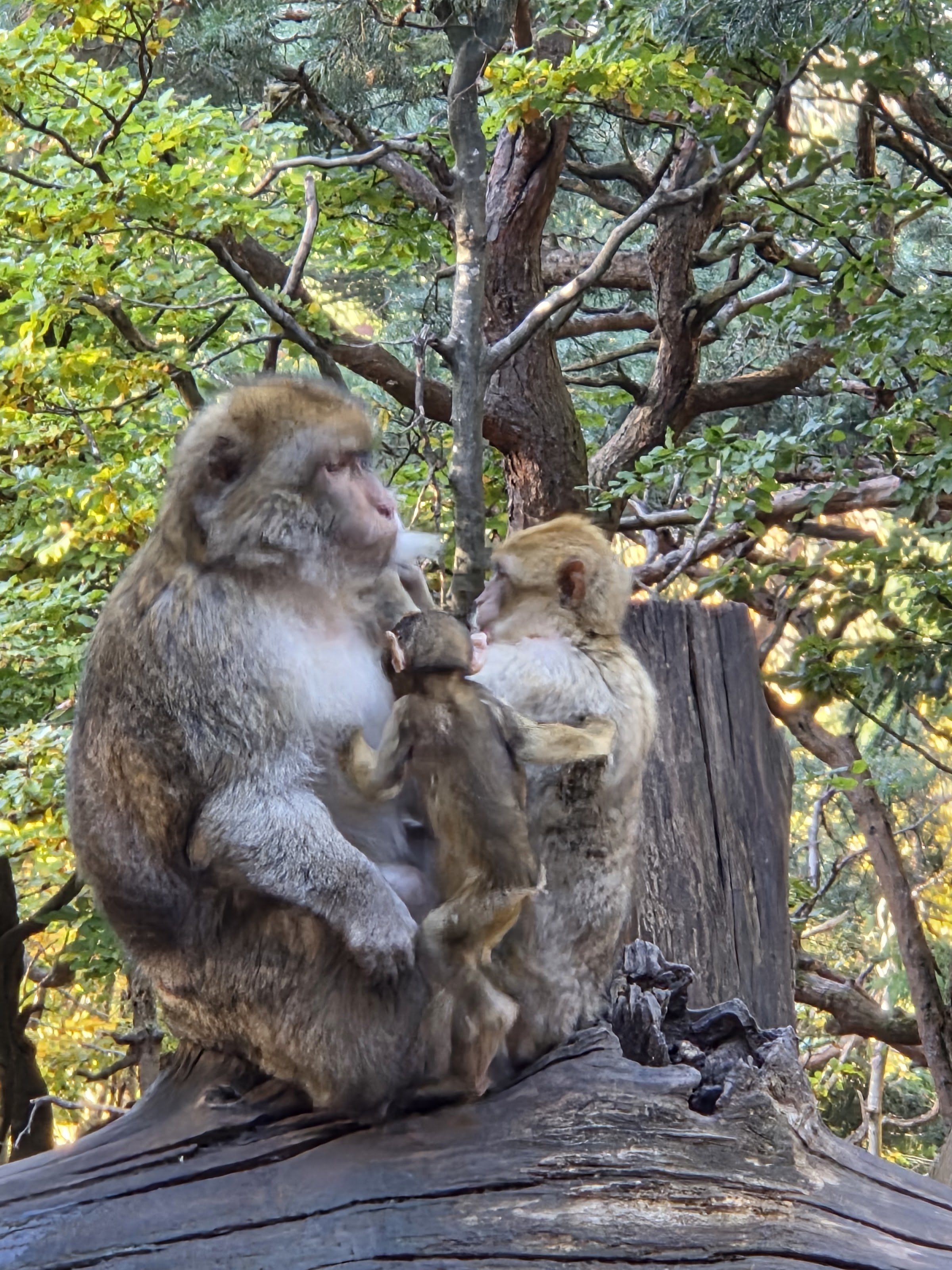 La Montagne des Singes